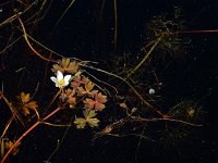 Ranunculus ololeucos 9, Witte waterranonkel, Saxifraga-Ed Stikvoort