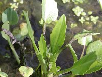 Ranunculus ophioglossifolius 1, Saxifraga-Rutger Barendse