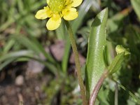 Ranunculus ophioglossifolius 2, Saxifraga-Rutger Barendse