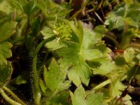 Ranunculus parviflorus 10, Kleine boterbloem, Saxifraga-Ed Stikvoort