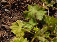 Ranunculus parviflorus 11, Kleine boterbloem, Saxifraga-Ed Stikvoort