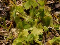 Ranunculus parviflorus 12, Kleine boterbloem, Saxifraga-Ed Stikvoort