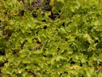Ranunculus parviflorus 13, Kleine boterbloem, Saxifraga-Ed Stikvoort