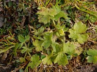 Ranunculus parviflorus 14, Kleine boterbloem, Saxifraga-Ed Stikvoort