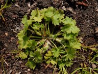 Ranunculus parviflorus 18, Kleine boterbloem, Saxifraga-Ed Stikvoort