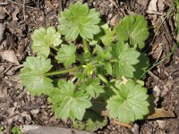 Ranunculus parviflorus 2, Kleine boterbloem, Saxifraga-Rutger Barendse