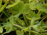 Ranunculus parviflorus 22, Kleine boterbloem, Saxifraga-Ed Stikvoort