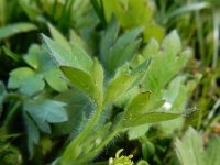 Ranunculus parviflorus 24, Kleine boterbloem, Saxifraga-Ed Stikvoort
