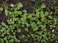 Ranunculus parviflorus 25, Kleine boterbloem, Saxifraga-Ed Stikvoort