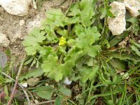 Ranunculus parviflorus 6, Kleine boterbloem, Saxifraga-Rutger Barendse