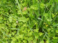 Ranunculus parviflorus 8, Kleine boterbloem, Saxifraga-Rutger Barendse