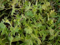 Ranunculus parviflorus 9, Kleine boterbloem, Saxifraga-Ed Stikvoort