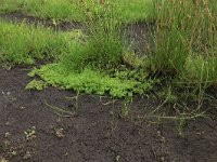 Ranunculus peltatus 11, Grote waterranonkel, Saxifraga-Hans Boll