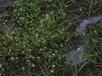 Ranunculus peltatus 6, Grote waterranonkel, Saxifraga-Hans Boll