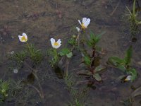 Ranunculus peltatus 7, Grote waterranonkel, Saxifraga-Hans Boll