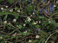 Ranunculus peltatus 8, Grote waterranonkel, Saxifraga-Hans Boll