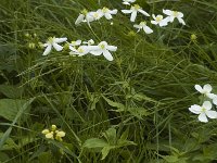 Ranunculus platanifolius 1, Saxifraga-Marijke Verhagen