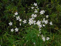 Ranunculus platanifolius 10, Saxifraga-Ed Stikvoort
