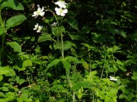 Ranunculus platanifolius 11, Saxifraga-Rutger Barendse