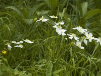 Ranunculus platanifolius 2, Saxifraga-Marijke Verhagen