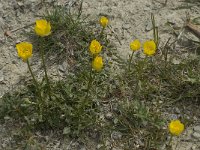 Ranunculus psilostachys 1, Saxifraga-Willem van Kruijsbergen