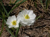 Ranunculus pyrenaeus 1, Saxifraga-Harry Jans