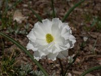 Ranunculus pyrenaeus 2, Saxifraga-Harry Jans