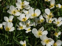 Ranunculus pyrenaeus 4, Saxifraga-Harry Jans
