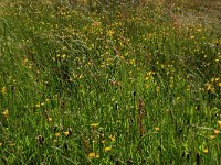 Ranunculus repens 12, Kruipende boterbloem, Saxifraga-Hans Boll
