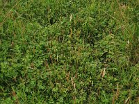 Ranunculus repens 18, Kruipende boterbloem, Saxifraga-Hans Boll