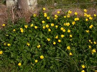 Ranunculus repens 4, Kruipende boterbloem, Saxifraga-Peter Meininger