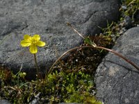 Ranunculus reptans 1, Saxifraga-Jeroen Willemsen