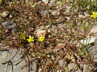Ranunculus reptans 2, Saxifraga-Hans Grotenhuis