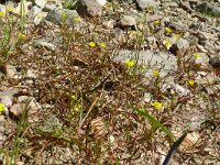 Ranunculus reptans 3, Saxifraga-Hans Grotenhuis