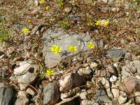 Ranunculus reptans 4, Saxifraga-Hans Grotenhuis