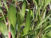 Ranunculus revelieri 1, Saxifraga-Rutger Barendse