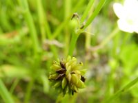 Ranunculus sardous 14, Behaarde boterbloem, Saxifraga-Rutger Barendse
