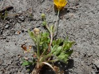 Ranunculus sardous 17, Behaarde boterbloem, Saxifraga-Ed Stikvoort