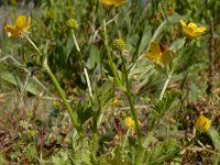 Ranunculus sardous 23, Behaarde boterbloem, Saxifraga-Ed Stikvoort