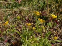 Ranunculus sardous 25, Behaarde boterbloem, Saxifraga-Ed Stikvoort