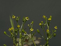 Ranunculus sceleratus 3, Blaartrekkende boterbloem, Saxifraga-Jan van der Straaten