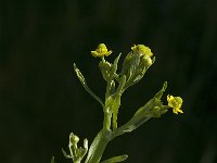 Ranunculus sceleratus 6, Blaartrekkende boterbloem, Saxifraga-Jan van der Straaten