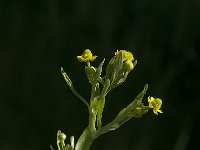 Ranunculus sceleratus 7, Blaartrekkende boterbloem, Saxifraga-Jan van der Straaten