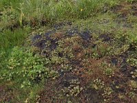 Ranunculus sceleratus 9, Blaartrekkende boterbloem, Saxifraga-Hans Boll