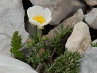 Ranunculus seguieri 1, Saxifraga-Willem van Kruijsbergen
