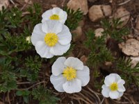 Ranunculus seguieri 11, Saxifraga-Harry Jans