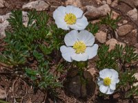 Ranunculus seguieri 12, Saxifraga-Harry Jans