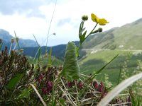 Ranunculus thora 1, Saxifraga-Rutger Barendse