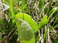 Ranunculus thora 2, Saxifraga-Rutger Barendse