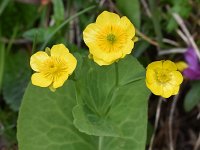 Ranunculus thora 5, Saxifraga-Harry Jans